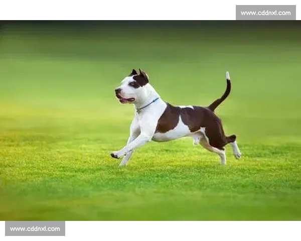 赛道犬竞技大赛精彩纷呈，猎犬们的速度与智慧比拼激烈不断